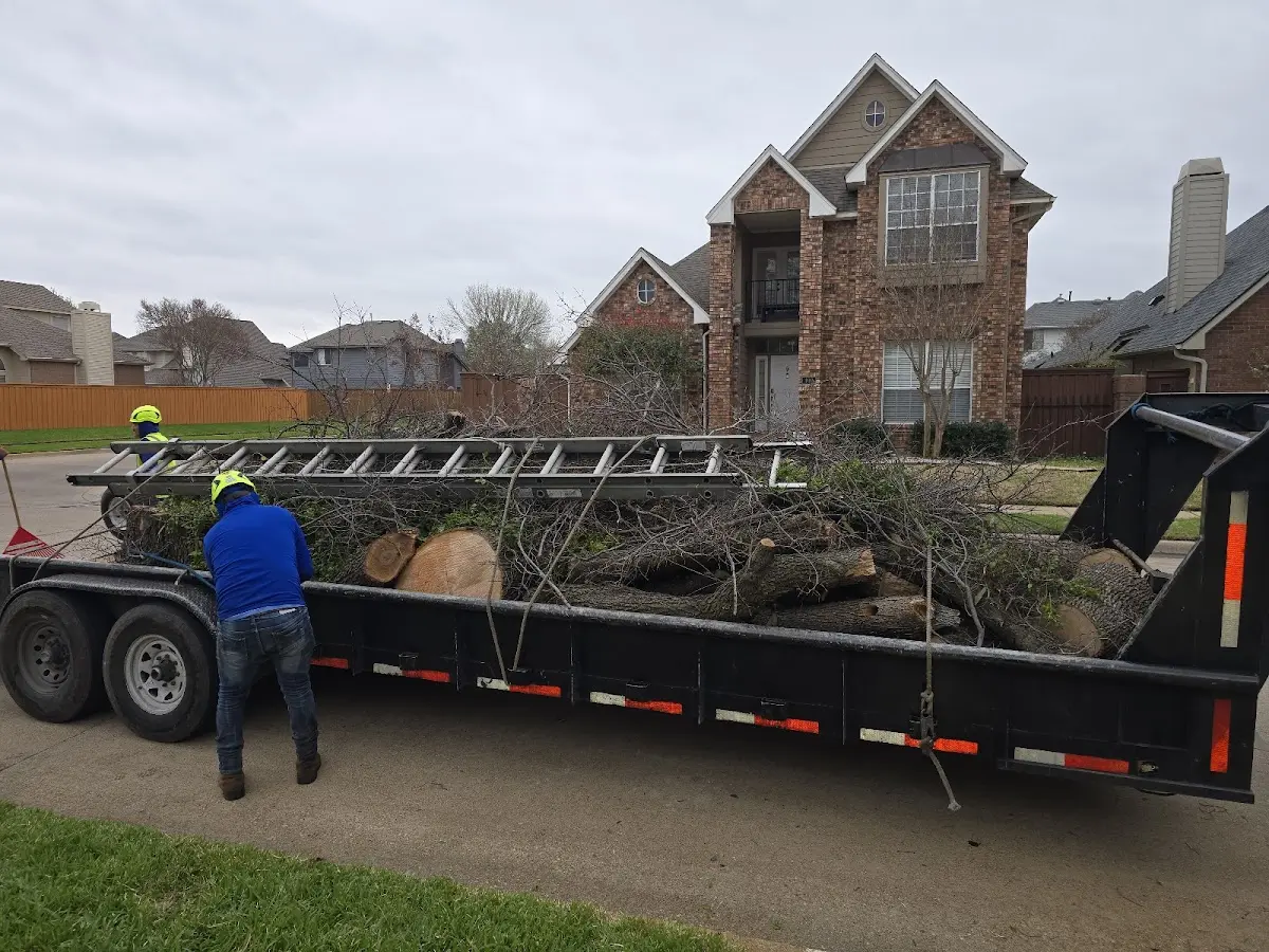 Expert Tree Pest Control with proper safety equipment in Ludlow